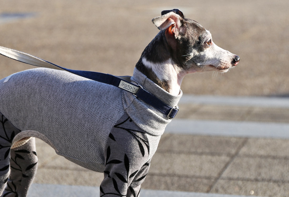 Flocked print knit with a botanical pattern (gray) - Italian Greyhound Clothes