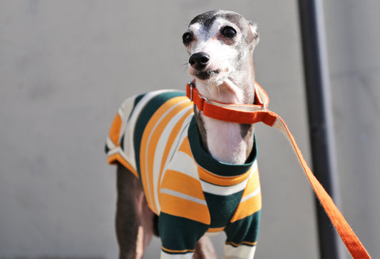 70s stripes (apricot) - Italian Greyhound Clothes