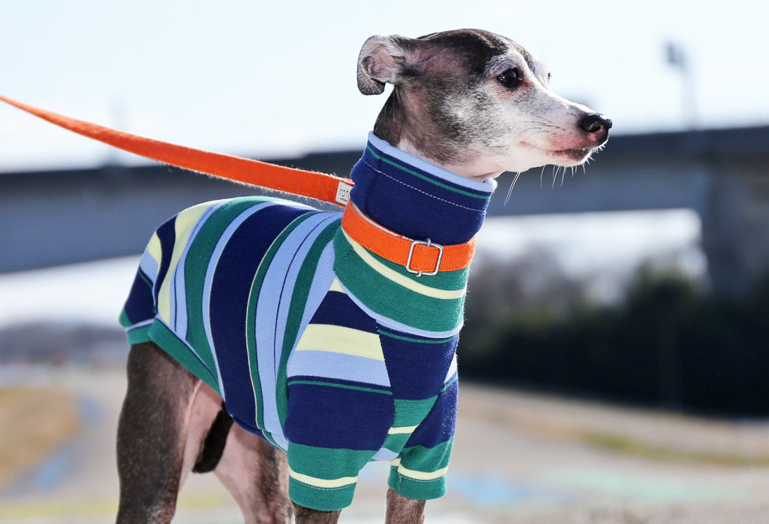 70s stripes (navy blue) - Italian Greyhound Clothes