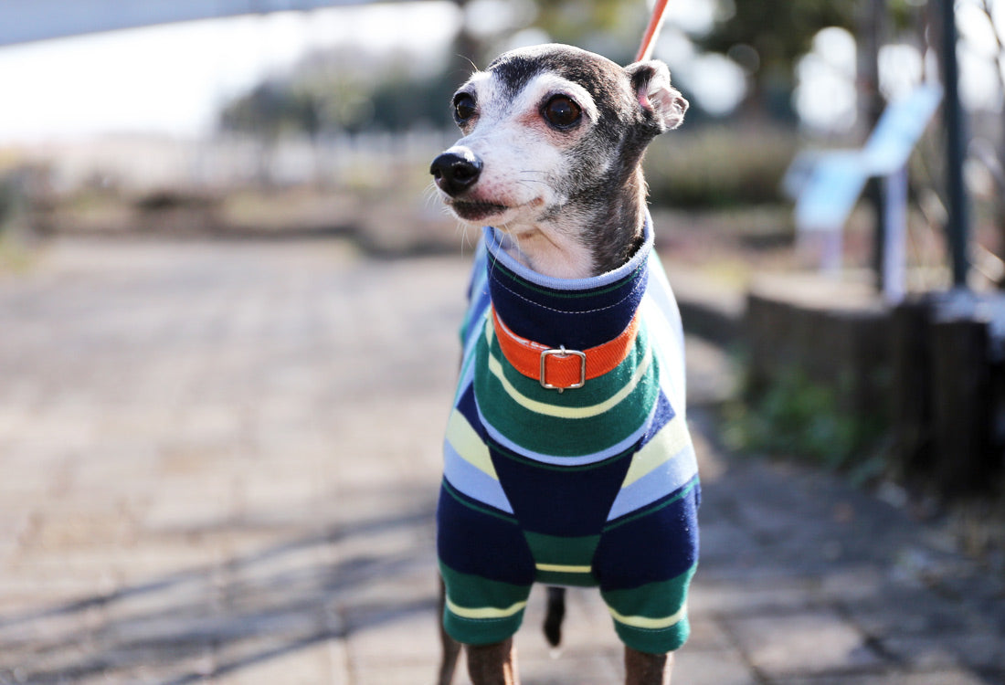 70s stripes (navy blue) - Italian Greyhound Clothes