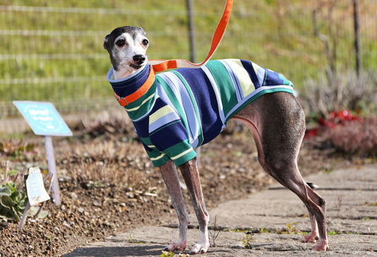 70s stripes (navy blue) - Italian Greyhound Clothes