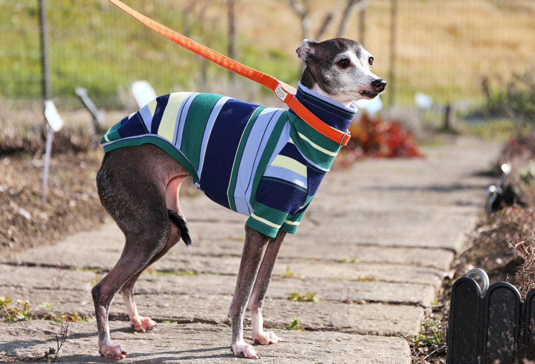 70s stripes (navy blue) - Italian Greyhound Clothes