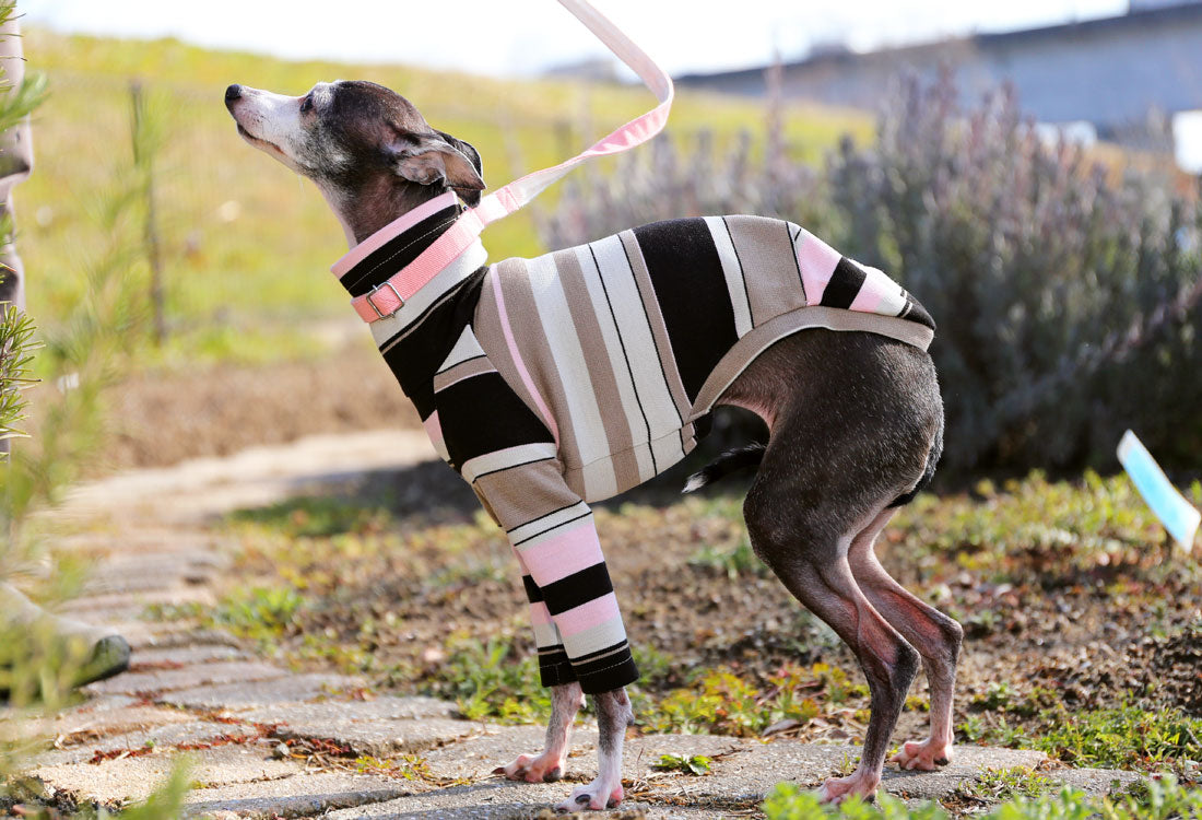 70s stripes (pink) - Italian Greyhound Clothes