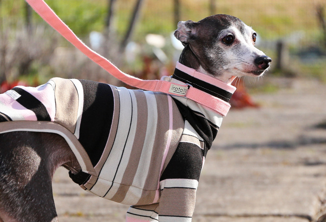 70s stripes (pink) - Italian Greyhound Clothes