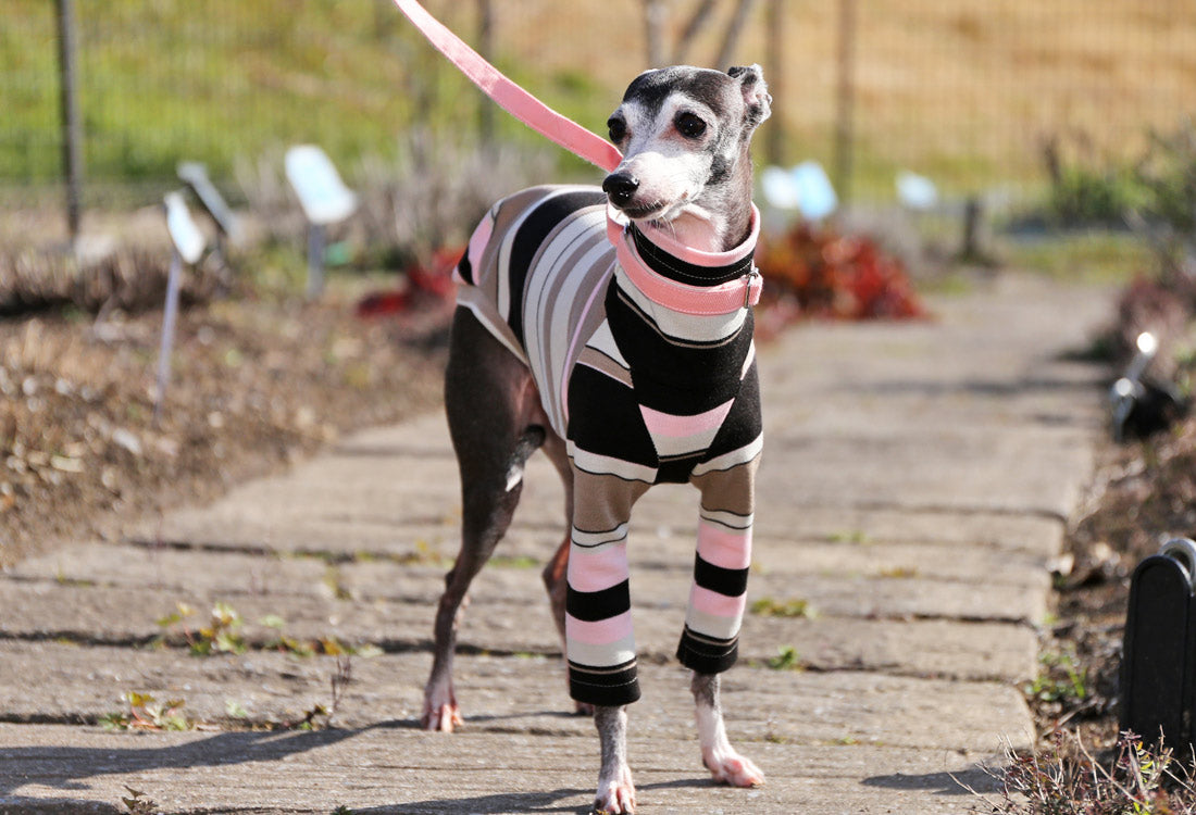 70s stripes (pink) - Italian Greyhound Clothes