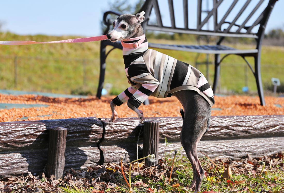 70s stripes (pink) - Italian Greyhound Clothes