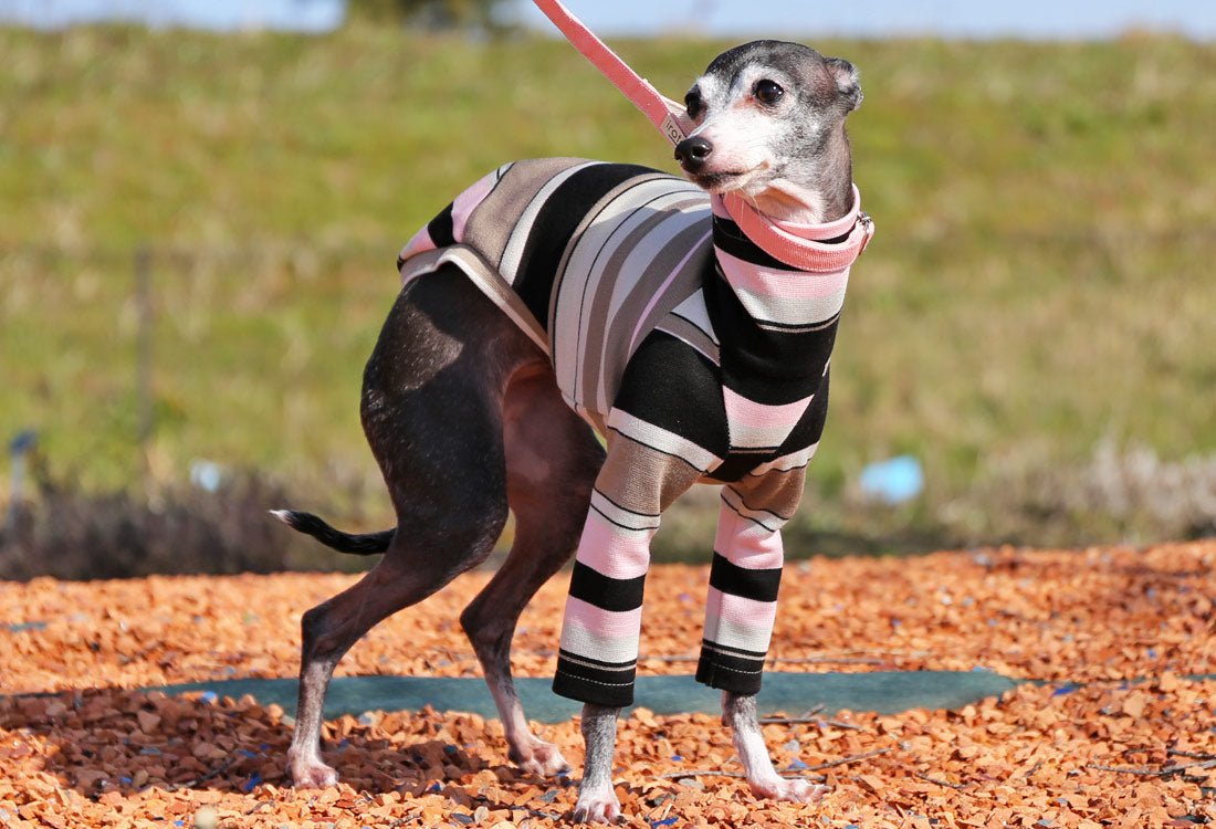 70s stripes (pink) - Italian Greyhound Clothes