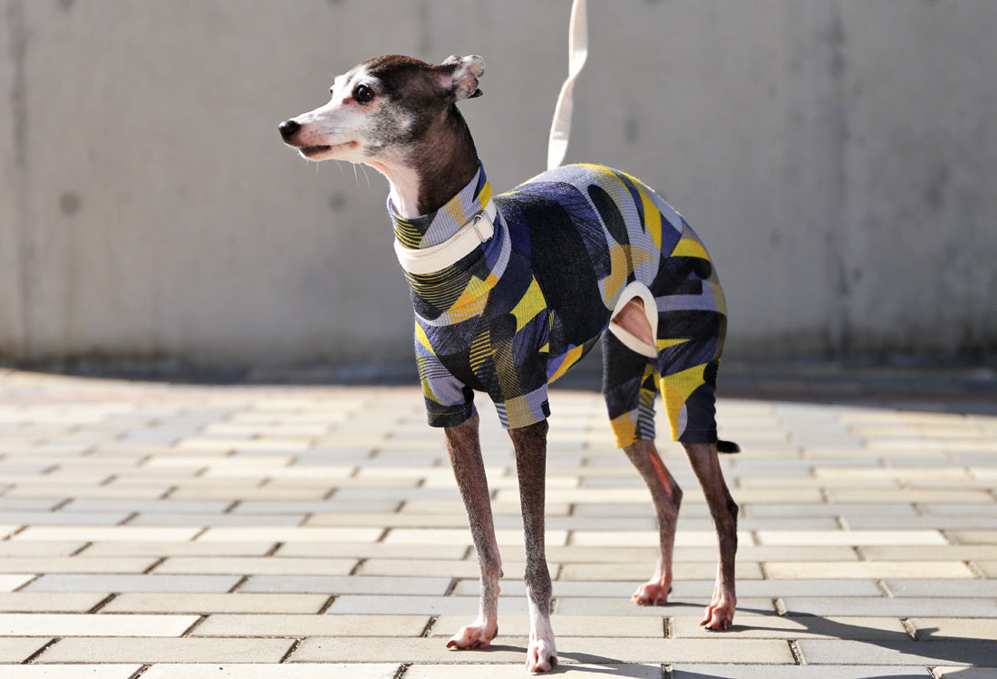 Numbers (blue) - Italian Greyhound Clothes