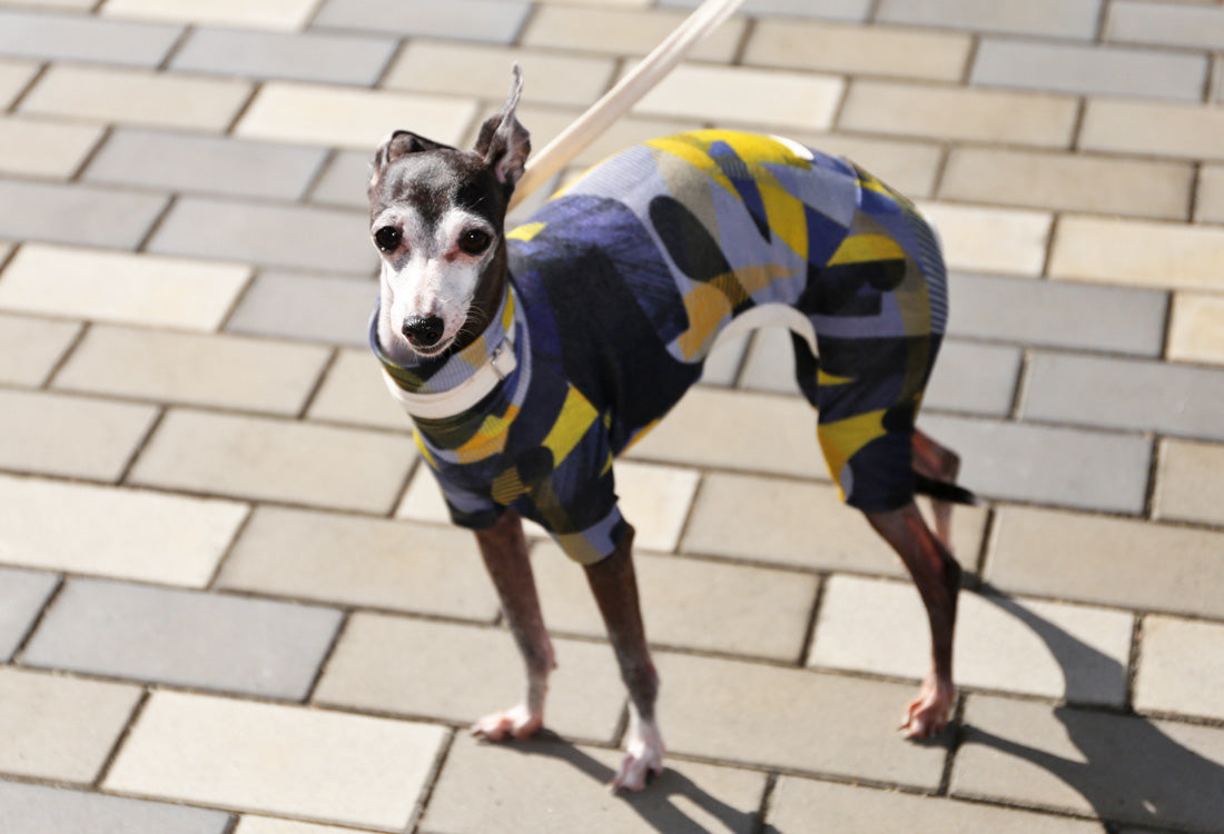 Numbers (blue) - Italian Greyhound Clothes