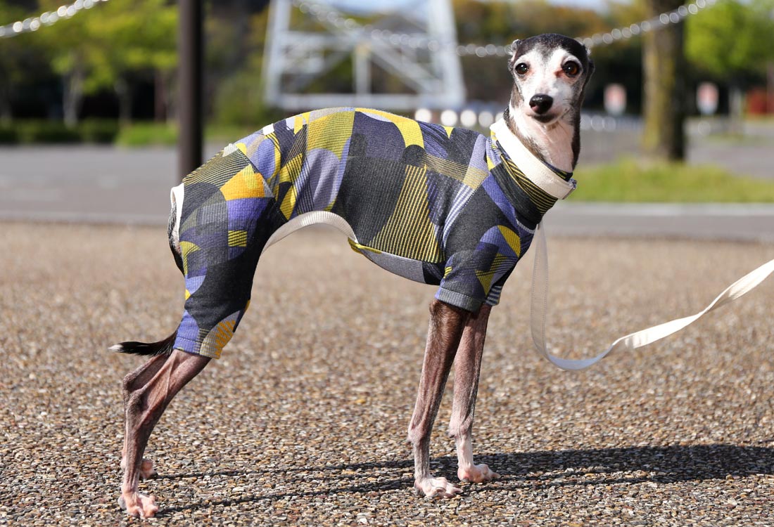 Numbers (blue) - Italian Greyhound Clothes