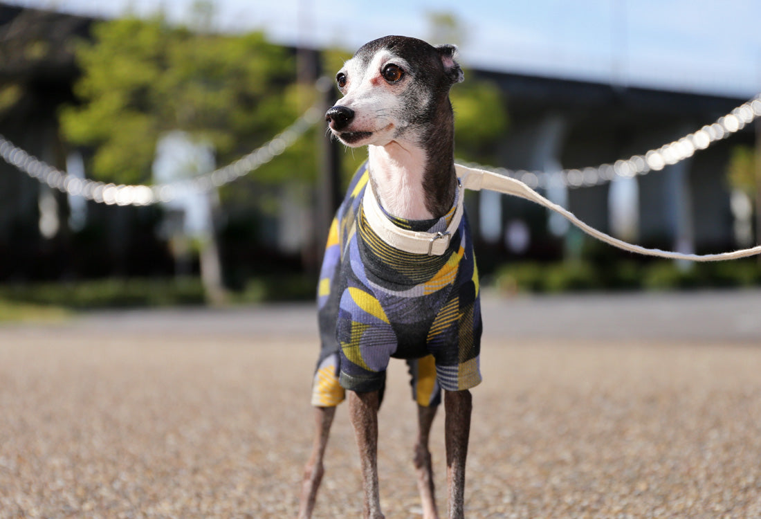 Numbers (blue) - Italian Greyhound Clothes