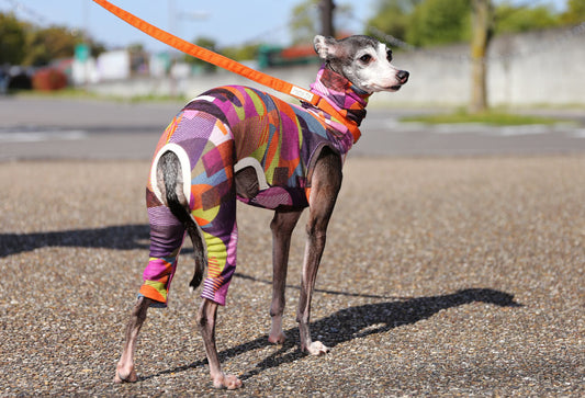 Numbers (purple) - Italian Greyhound Clothes