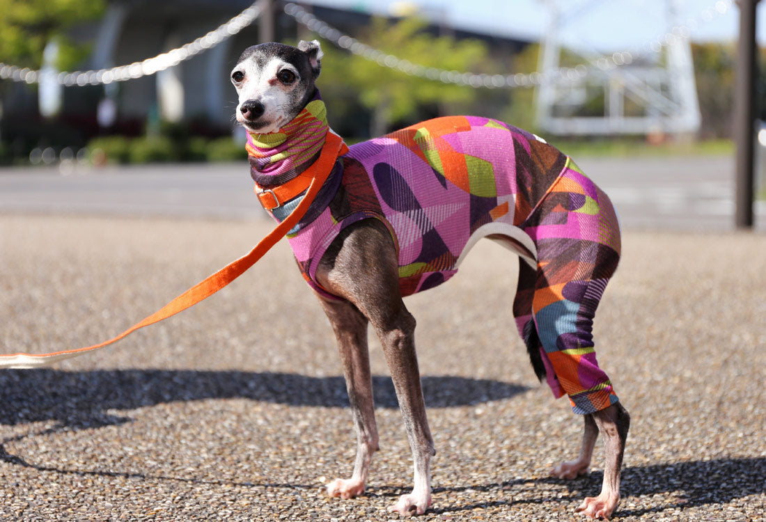 Numbers (purple) - Italian Greyhound Clothes