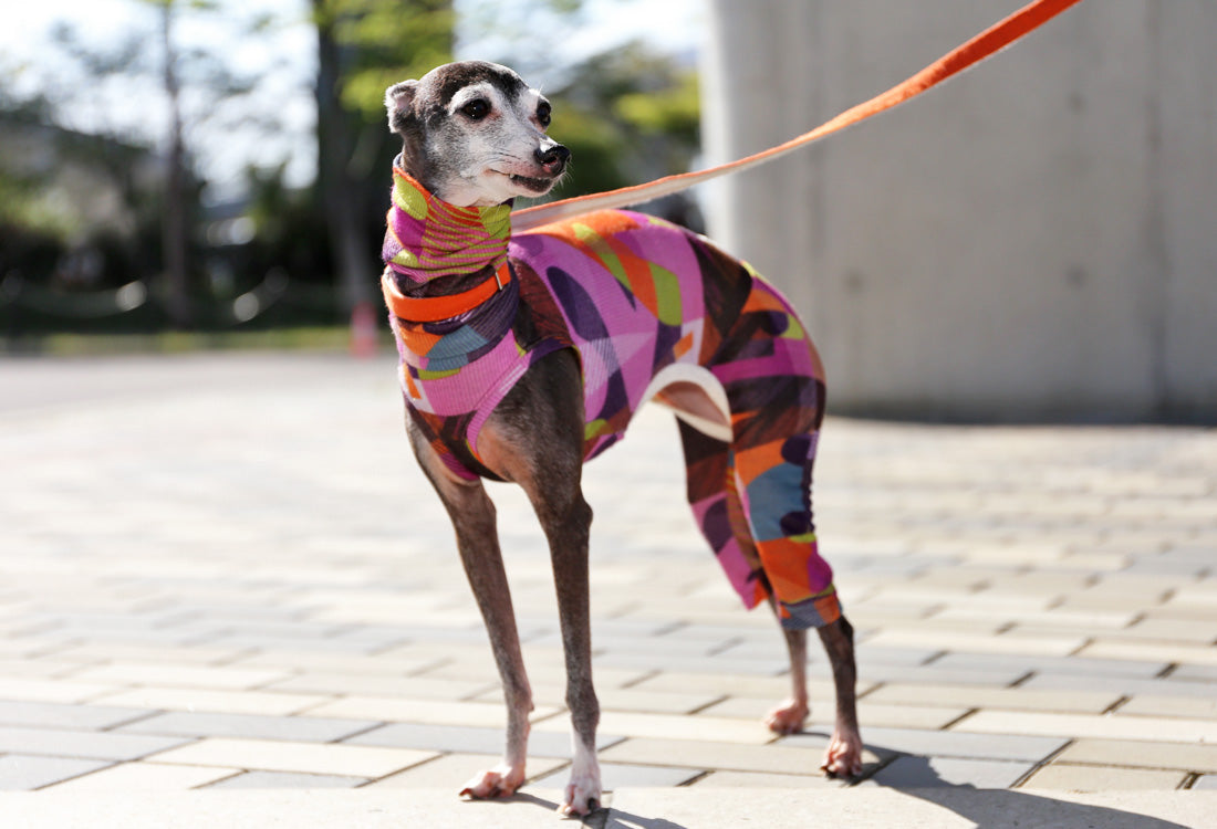 Numbers (purple) - Italian Greyhound Clothes