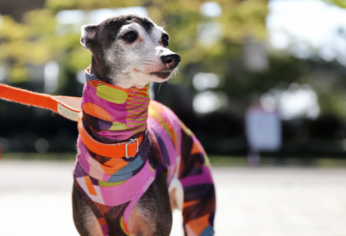 Numbers (purple) - Italian Greyhound Clothes