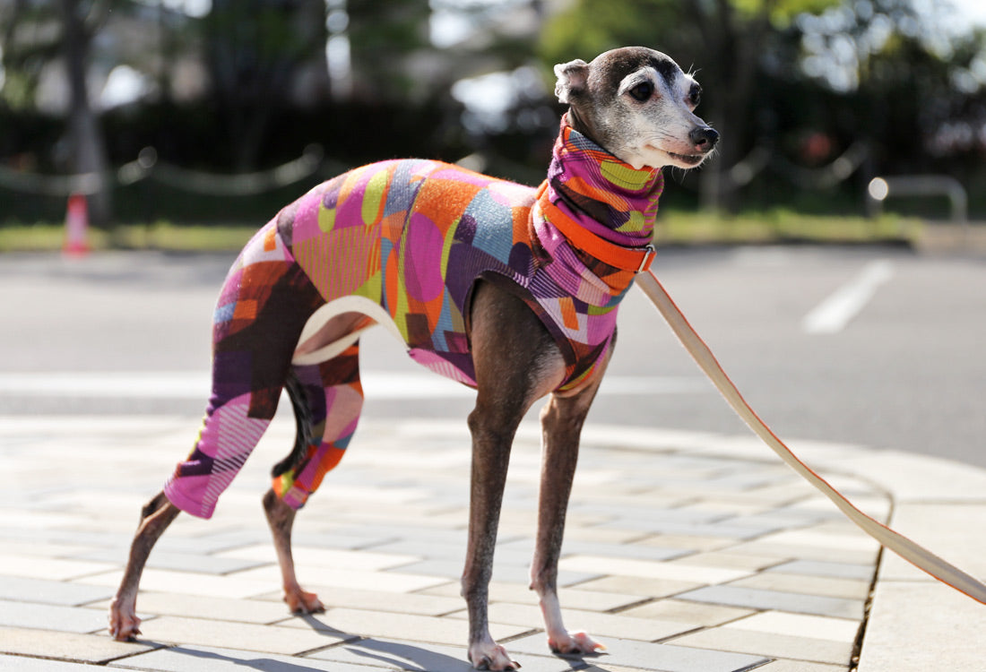 Numbers (purple) - Italian Greyhound Clothes