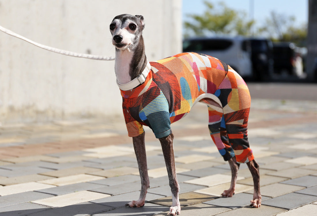 Numbers (orange) - Italian Greyhound Clothes