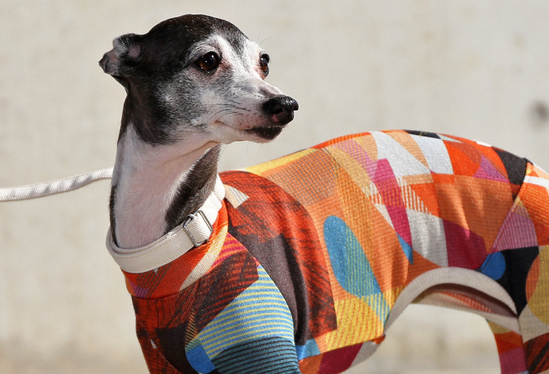 Numbers (orange) - Italian Greyhound Clothes