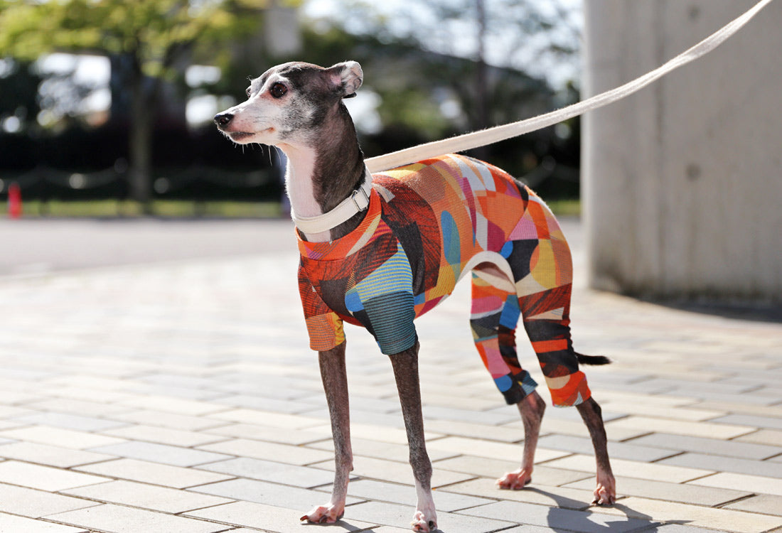 Numbers (orange) - Italian Greyhound Clothes