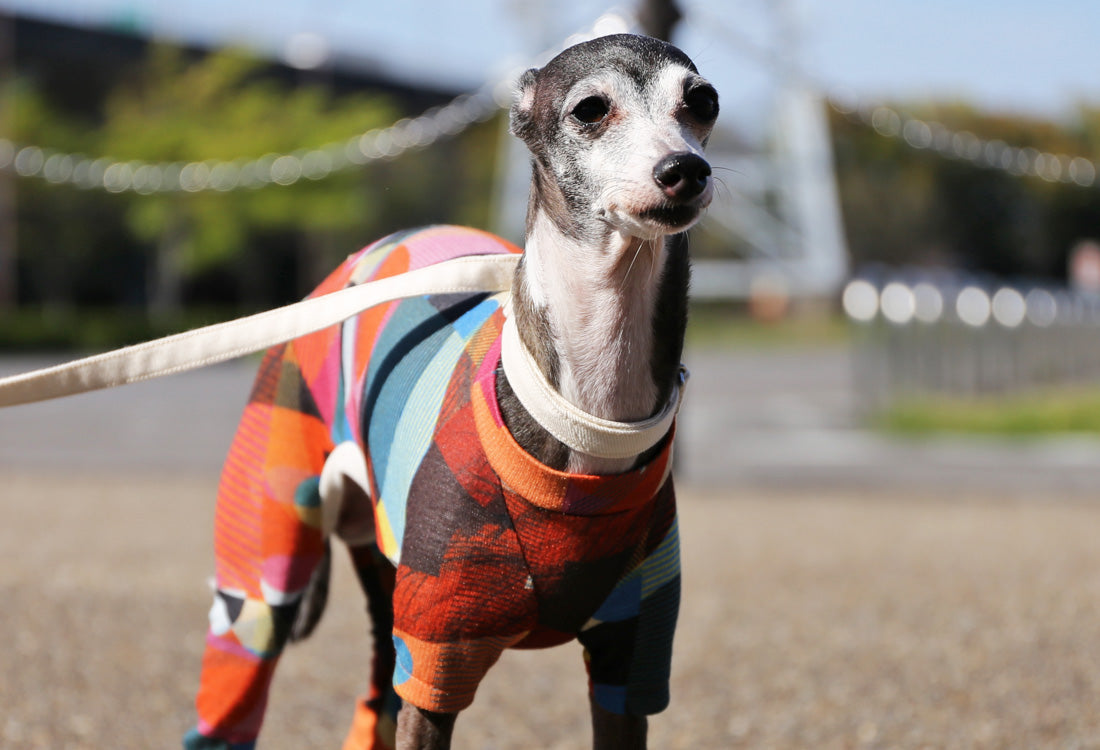 Numbers (orange) - Italian Greyhound Clothes