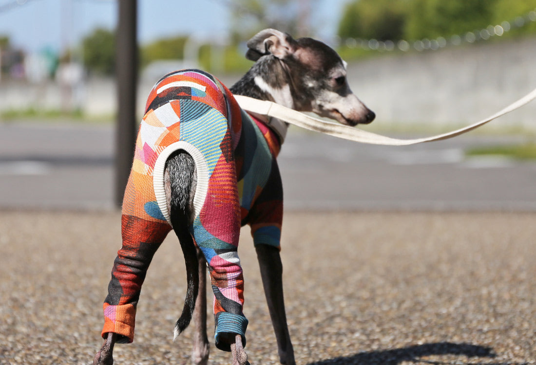 Numbers (orange) - Italian Greyhound Clothes