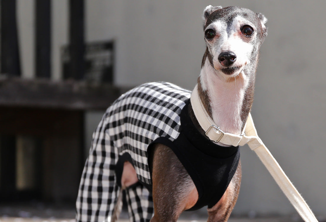 Checked cotton linen fabric (black) - Italian Greyhound Clothes