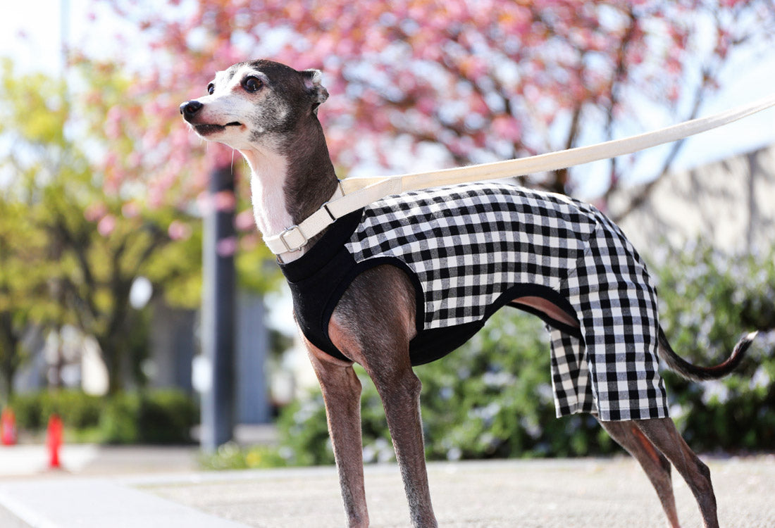 Checked cotton linen fabric (black) - Italian Greyhound Clothes