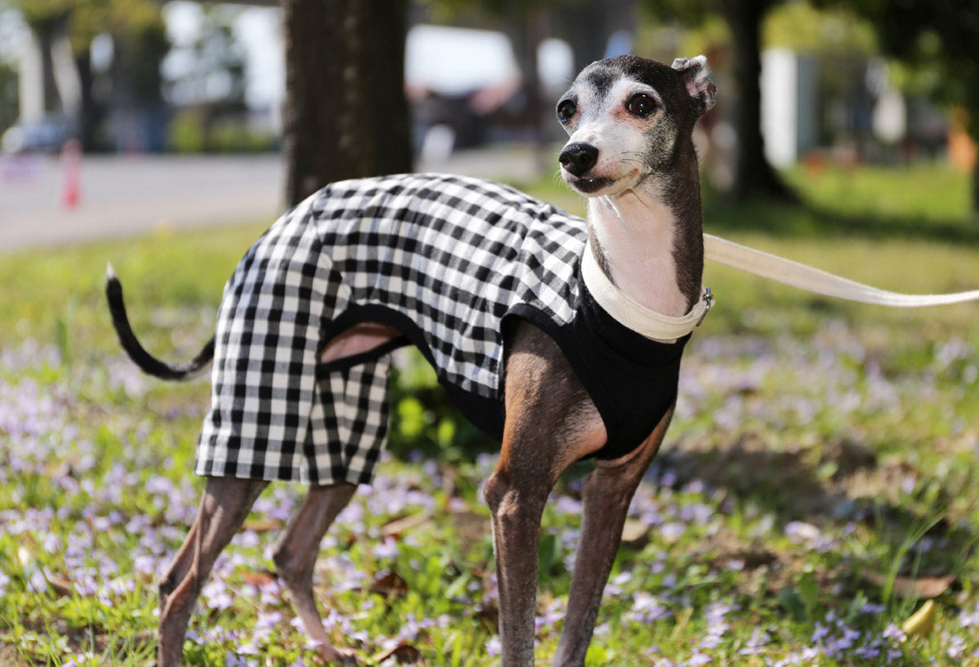 Checked cotton linen fabric (black) - Italian Greyhound Clothes