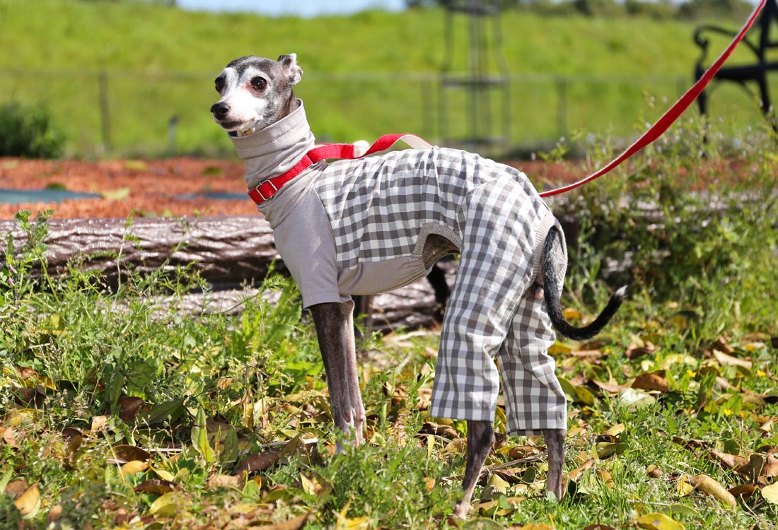 Checked cotton linen fabric (greige) - Italian Greyhound Clothes