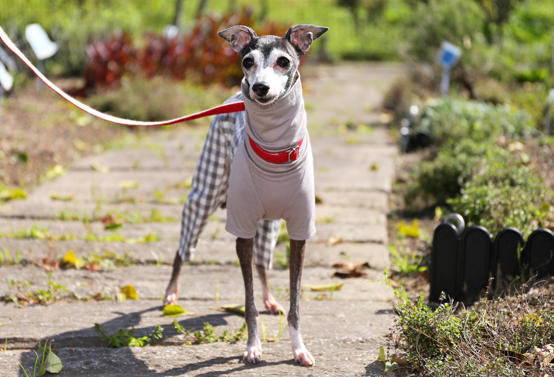 Checked cotton linen fabric (greige) - Italian Greyhound Clothes