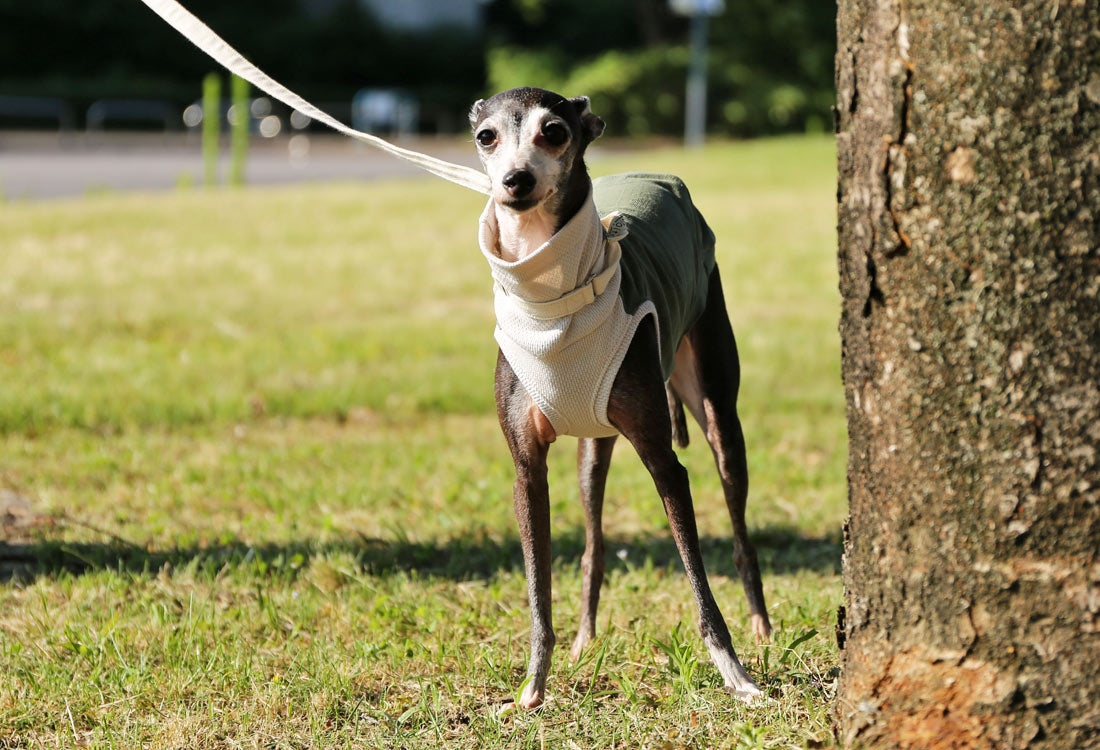 WAGARA - cotton & linen (matsuba) - Italian Greyhound Clothes