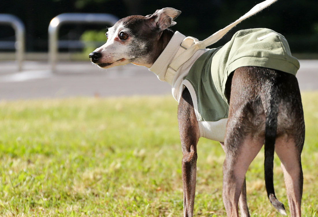 WAGARA - cotton & linen (matsuba) - Italian Greyhound Clothes