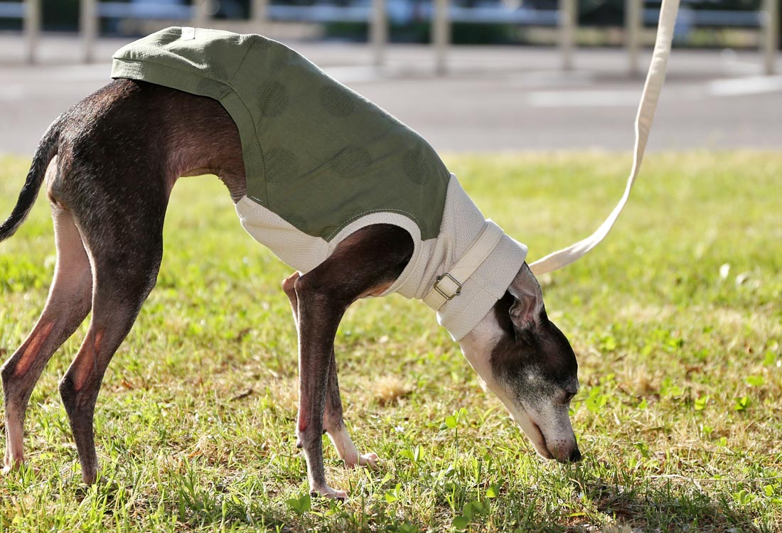 WAGARA - cotton & linen (matsuba) - Italian Greyhound Clothes