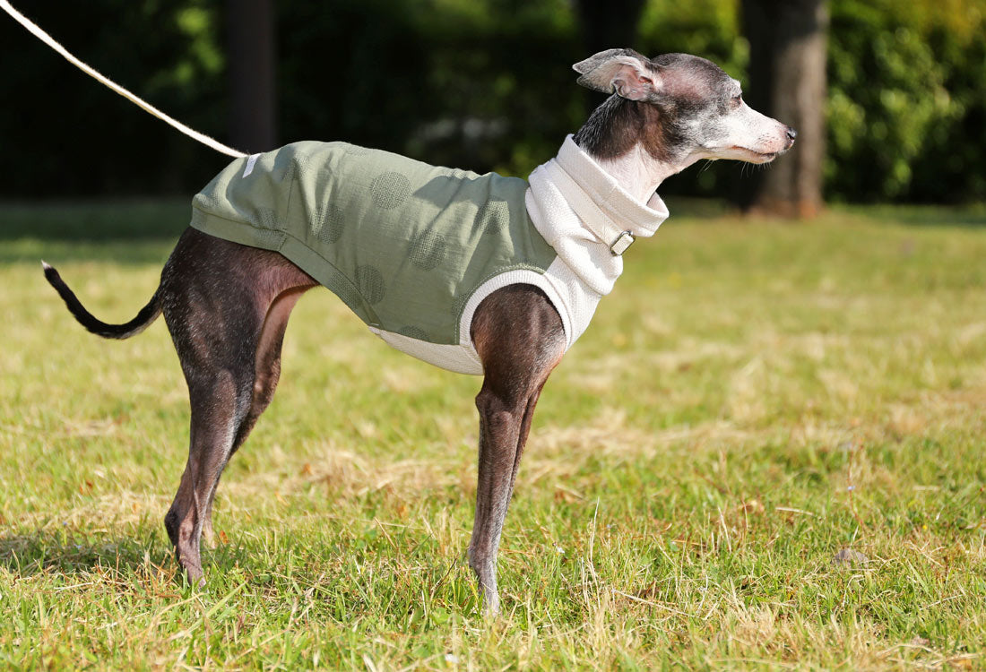 WAGARA - cotton & linen (matsuba) - Italian Greyhound Clothes