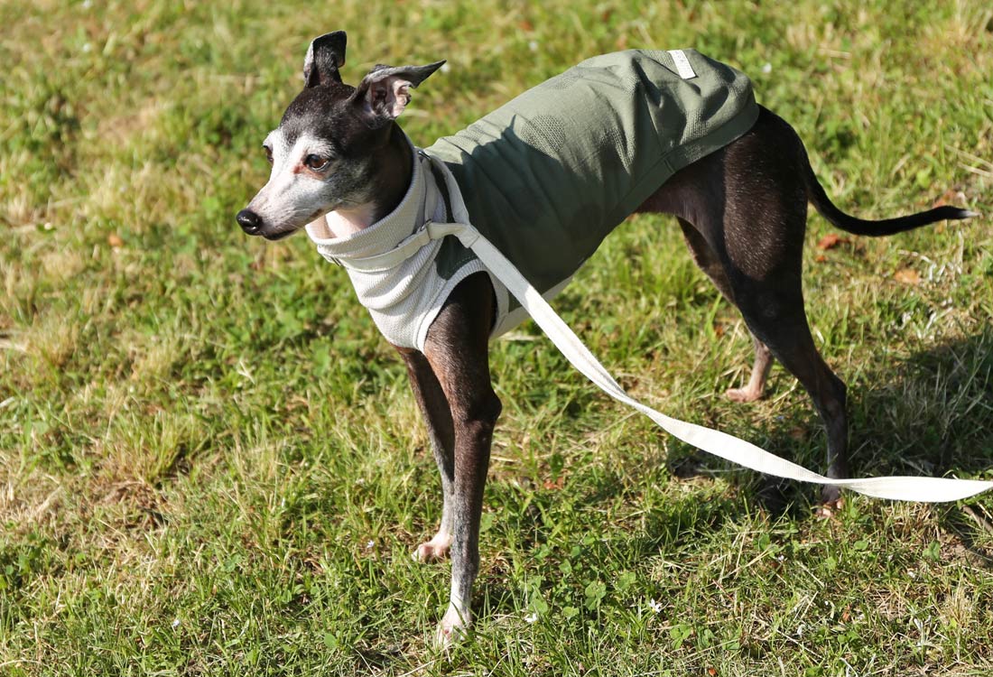 WAGARA - cotton & linen (matsuba) - Italian Greyhound Clothes