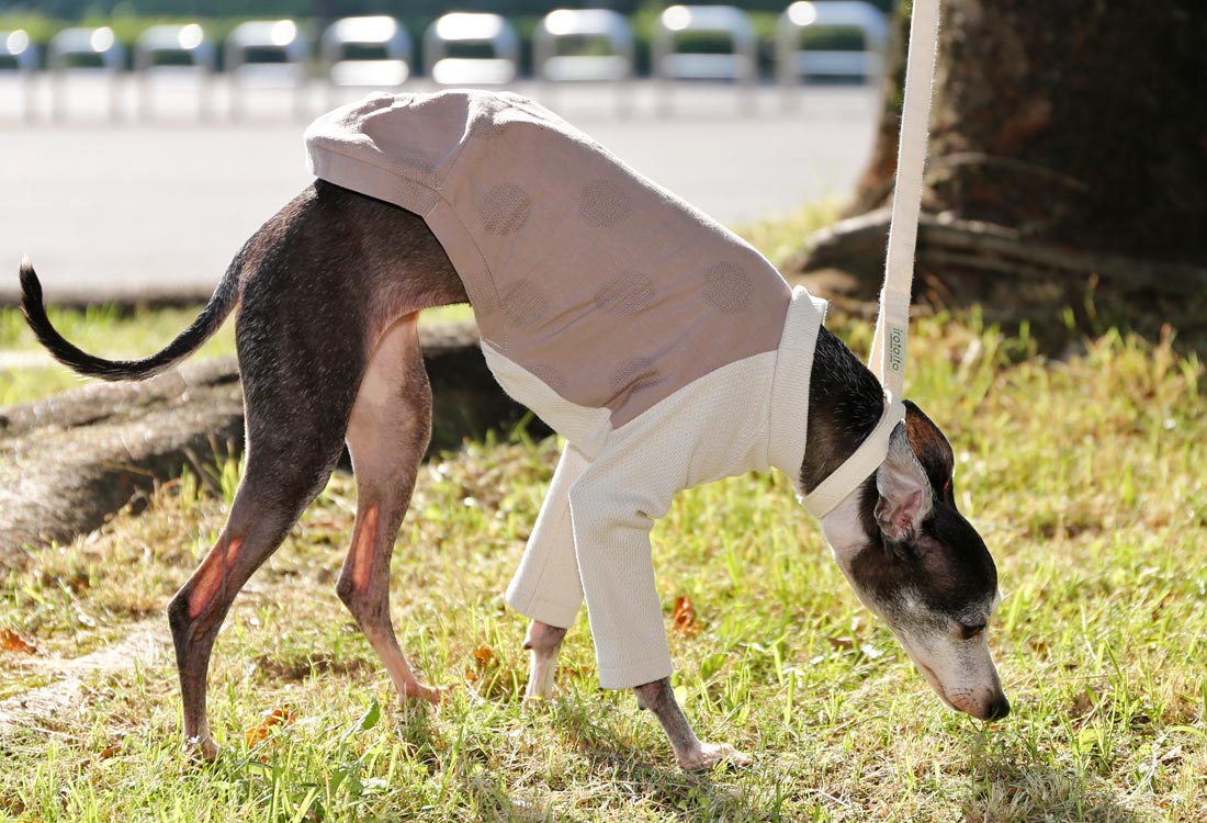 WAGARA - cotton & linen (azuki) - Italian Greyhound Clothes