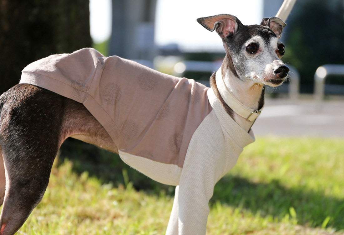 WAGARA - cotton & linen (azuki) - Italian Greyhound Clothes