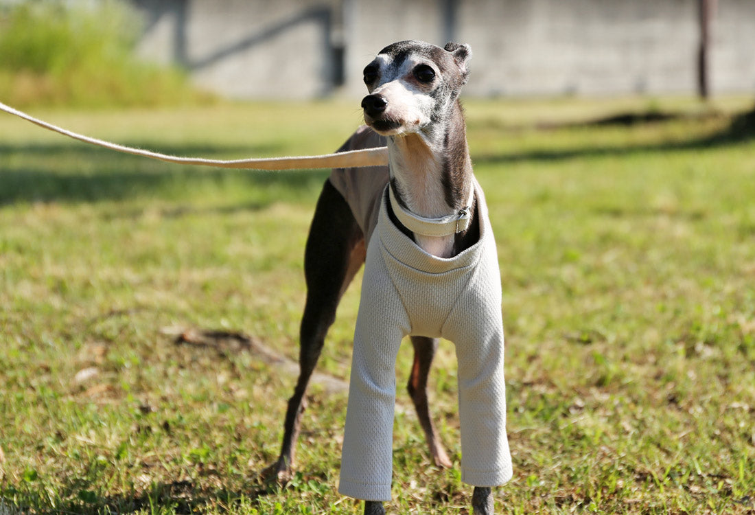 WAGARA - cotton & linen (azuki) - Italian Greyhound Clothes