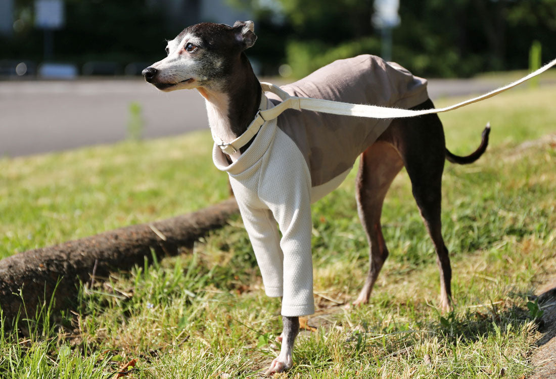 WAGARA - cotton & linen (azuki) - Italian Greyhound Clothes