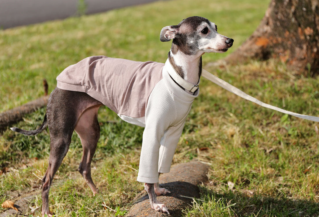 WAGARA - cotton & linen (azuki) - Italian Greyhound Clothes