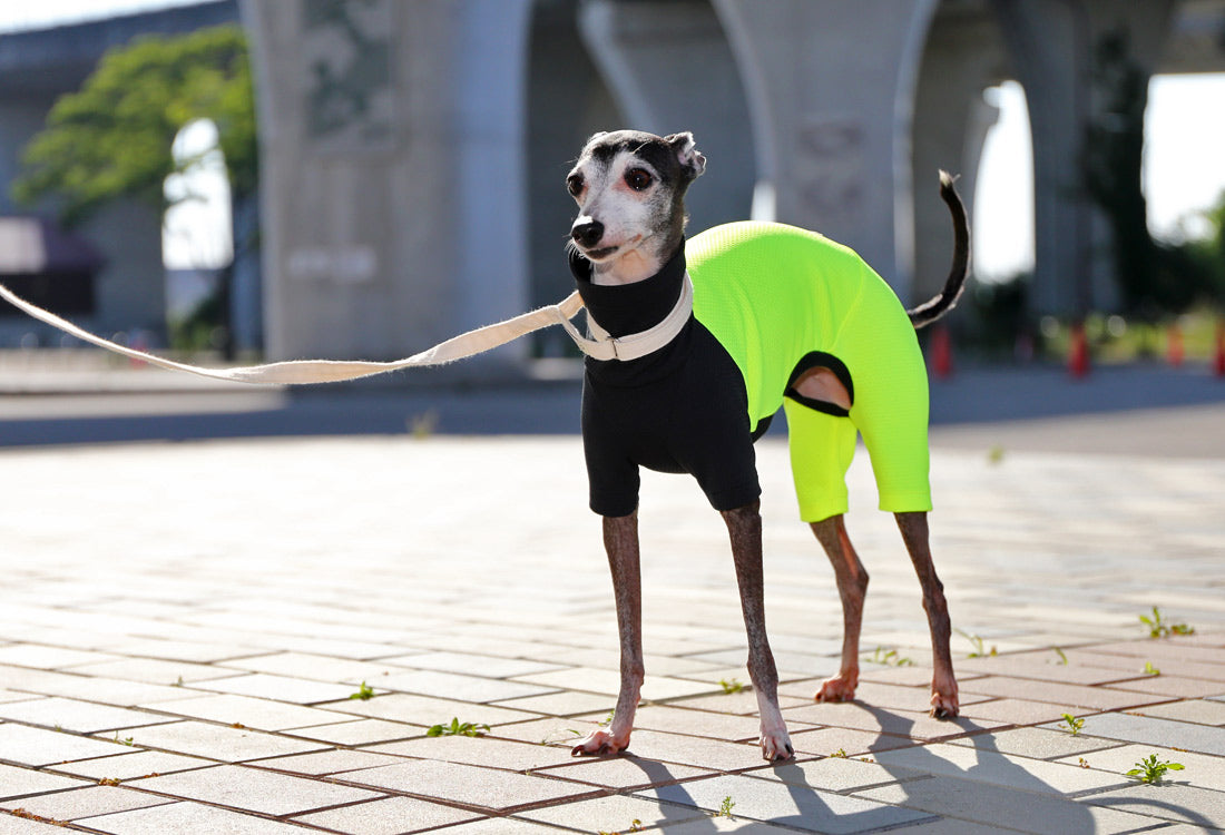 BEE - mesh knit (Back and Trousers: Yellow) - Italian Greyhound Clothes