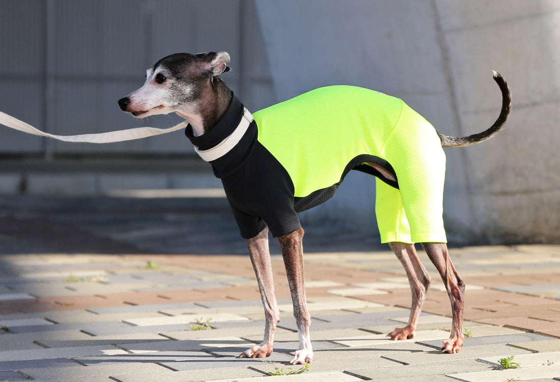 BEE - mesh knit (Back and Trousers: Yellow) - Italian Greyhound Clothes