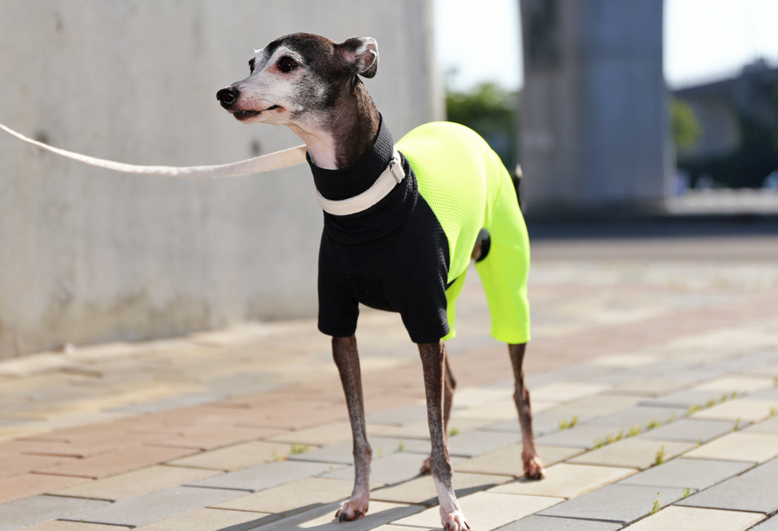 BEE - mesh knit (Back and Trousers: Yellow) - Italian Greyhound Clothes