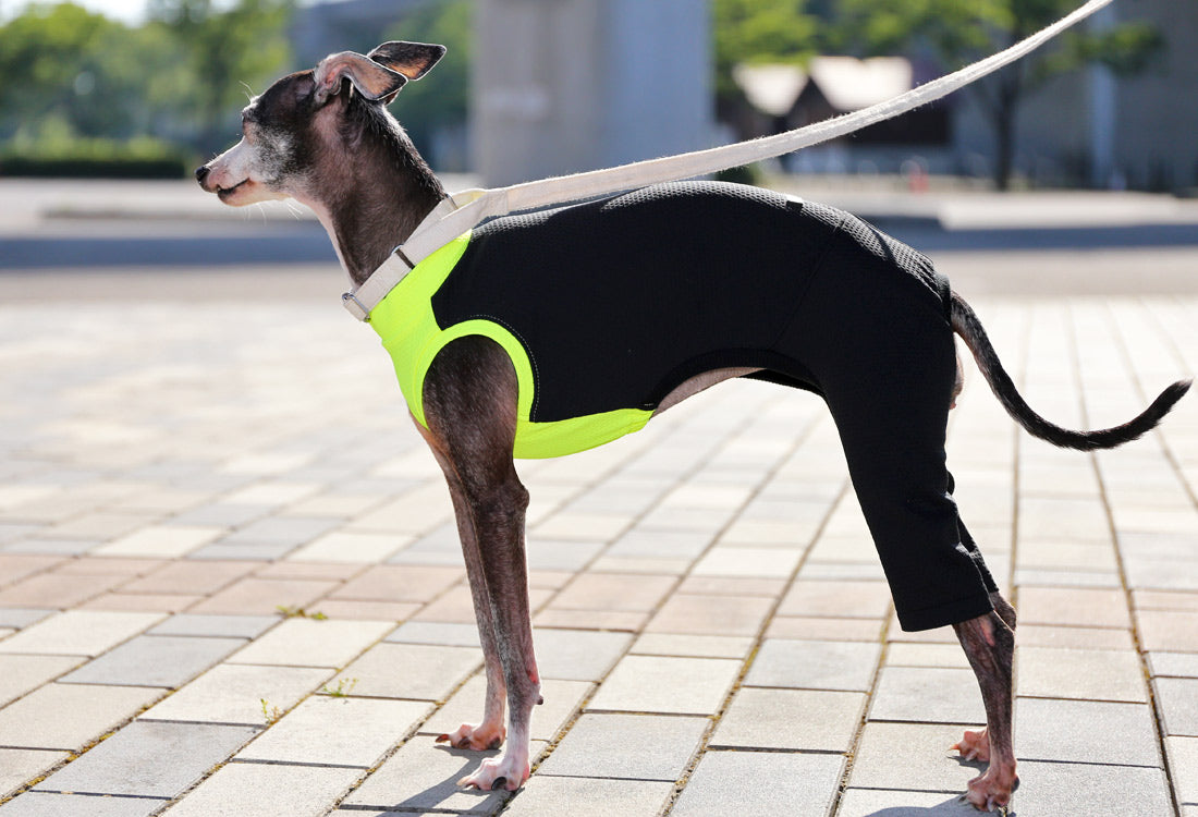 BEE - mesh knit (Back and Trousers: Black) - Italian Greyhound Clothes