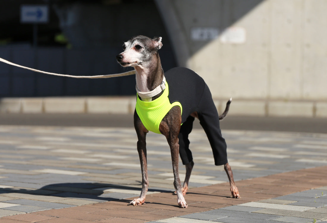 BEE - mesh knit (Back and Trousers: Black) - Italian Greyhound Clothes