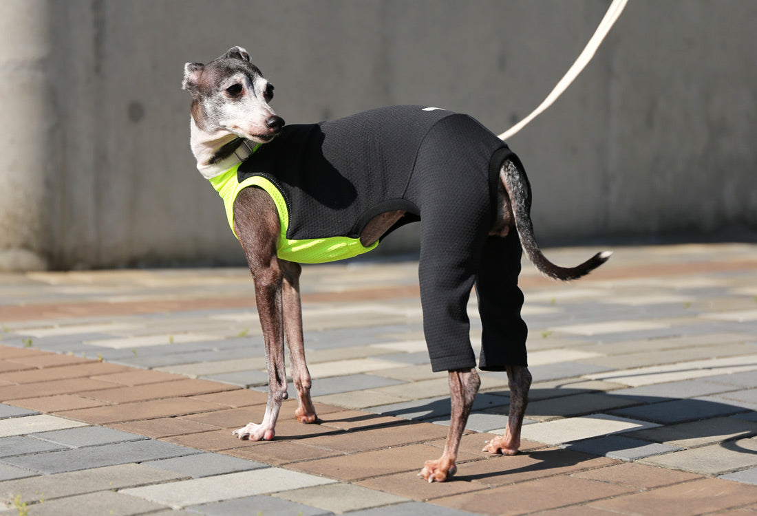 BEE - mesh knit (Back and Trousers: Black) - Italian Greyhound Clothes