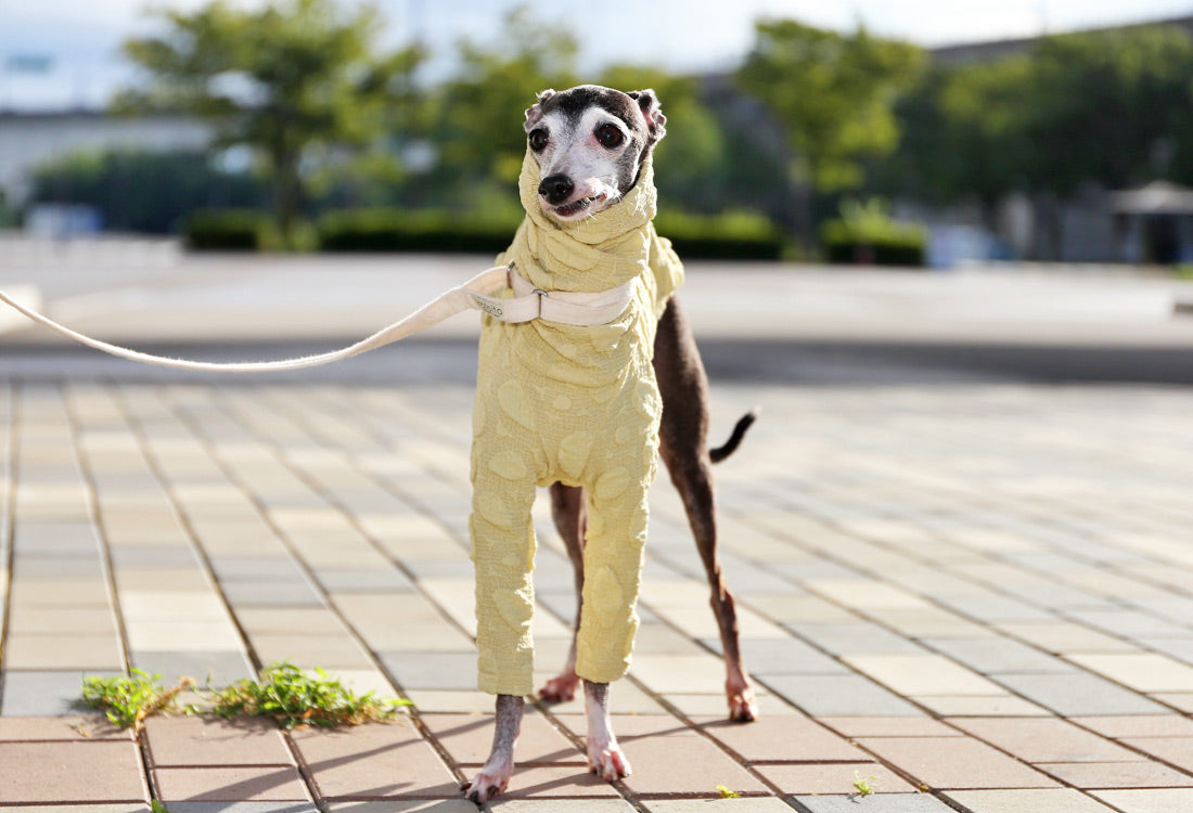 POCOPOCO - Italian Greyhound Clothes