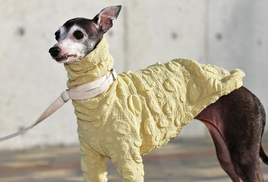 POCOPOCO - Italian Greyhound Clothes