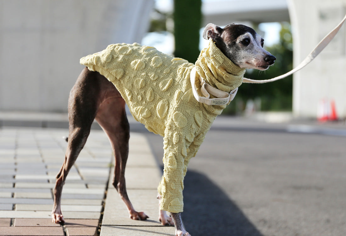 POCOPOCO - Italian Greyhound Clothes