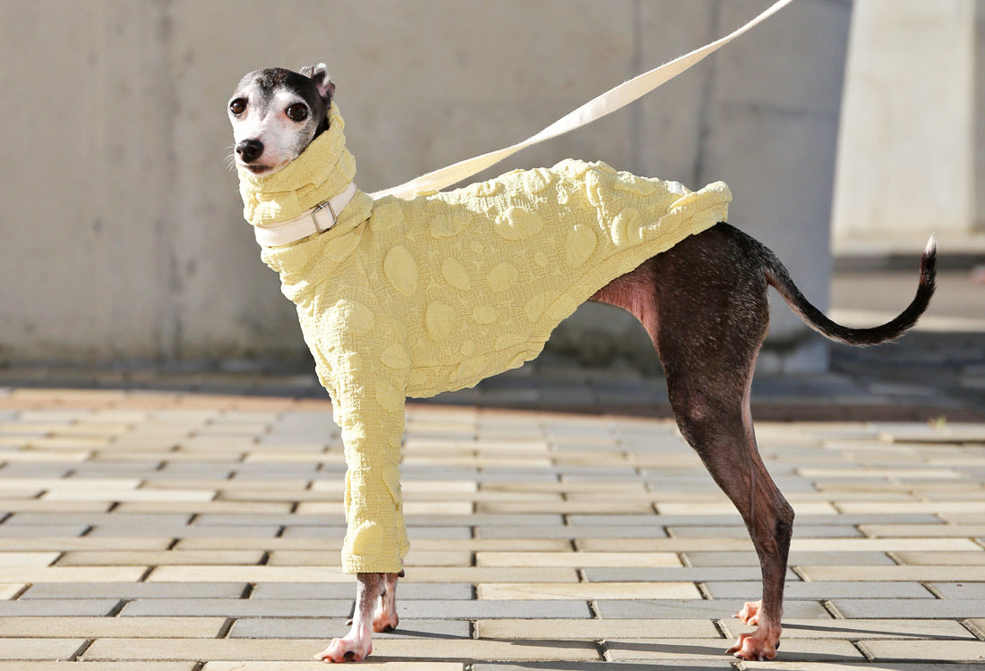 POCOPOCO - Italian Greyhound Clothes